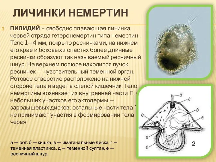 ЛИЧИНКИ НЕМЕРТИН ПИЛИДИЙ – свободно плавающая личинка червей отряда гетеронемертин типа немертин