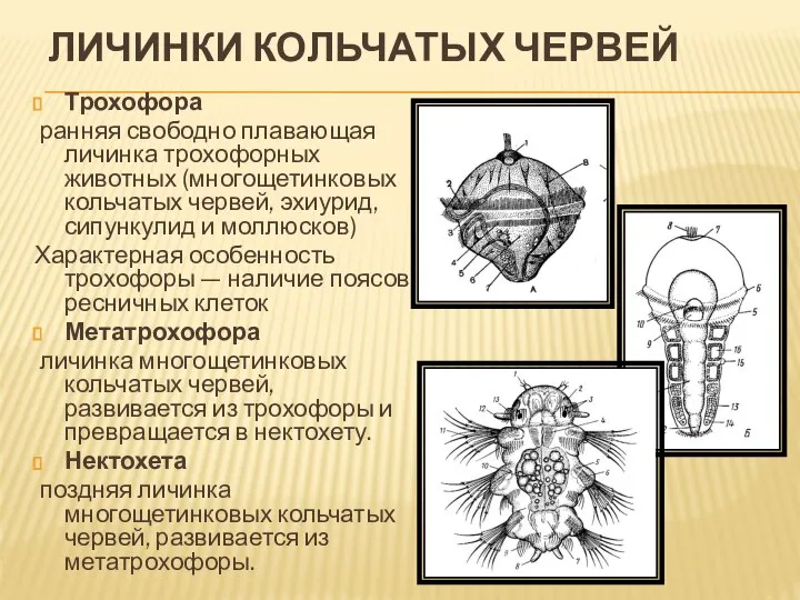 ЛИЧИНКИ КОЛЬЧАТЫХ ЧЕРВЕЙ Трохофора ранняя свободно плавающая личинка трохофорных животных (многощетинковых кольчатых