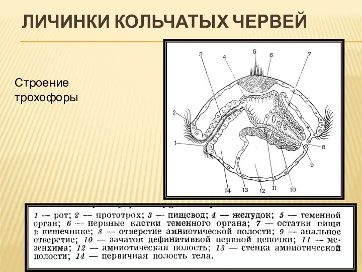 ЛИЧИНКИ КОЛЬЧАТЫХ ЧЕРВЕЙ Строение трохофоры