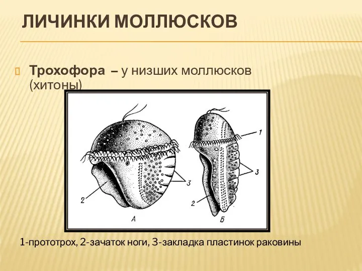 ЛИЧИНКИ МОЛЛЮСКОВ Трохофора – у низших моллюсков (хитоны) 1-прототрох, 2-зачаток ноги, 3-закладка пластинок раковины