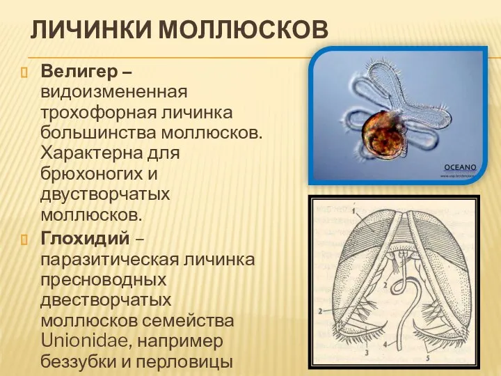 ЛИЧИНКИ МОЛЛЮСКОВ Велигер – видоизмененная трохофорная личинка большинства моллюсков. Характерна для брюхоногих