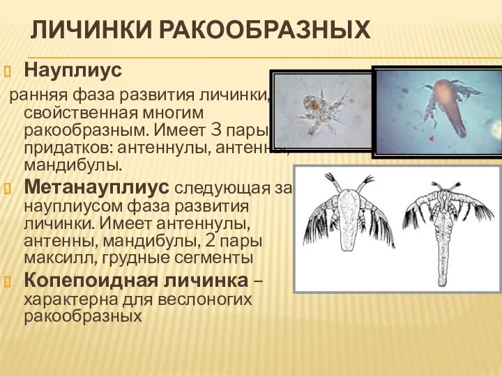 ЛИЧИНКИ РАКООБРАЗНЫХ Науплиус ранняя фаза развития личинки, свойственная многим ракообразным. Имеет 3