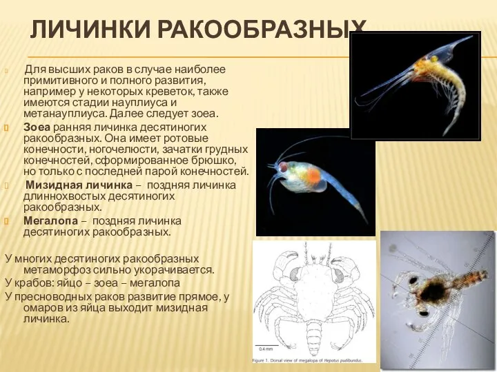 ЛИЧИНКИ РАКООБРАЗНЫХ Для высших раков в случае наиболее примитивного и полного развития,