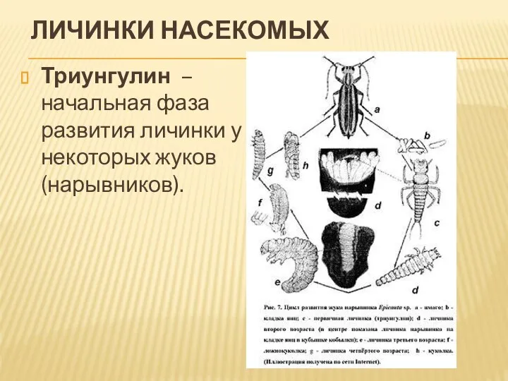 ЛИЧИНКИ НАСЕКОМЫХ Триунгулин – начальная фаза развития личинки у некоторых жуков (нарывников).