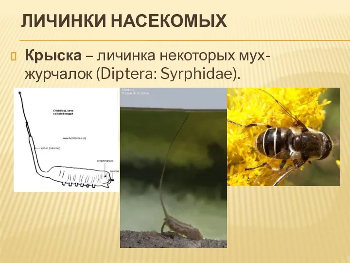 ЛИЧИНКИ НАСЕКОМЫХ Крыска – личинка некоторых мух-журчалок (Diptera: Syrphidae).