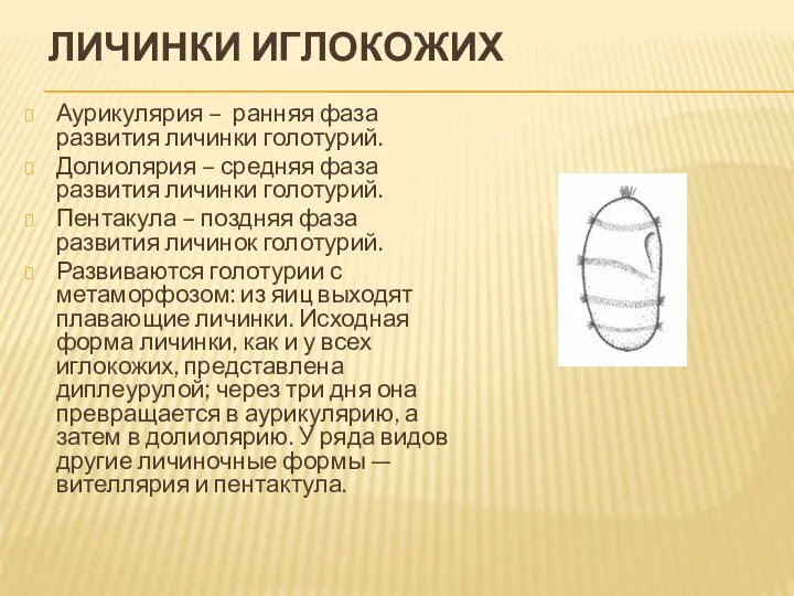 ЛИЧИНКИ ИГЛОКОЖИХ Аурикулярия – ранняя фаза развития личинки голотурий. Долиолярия – средняя