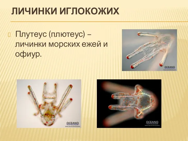 ЛИЧИНКИ ИГЛОКОЖИХ Плутеус (плютеус) – личинки морских ежей и офиур.