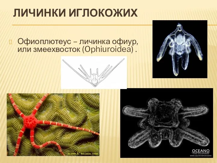 ЛИЧИНКИ ИГЛОКОЖИХ Офиоплютеус – личинка офиур, или змеехвосток (Ophiuroidea) .