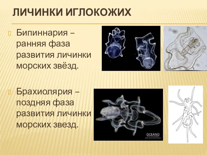 ЛИЧИНКИ ИГЛОКОЖИХ Бипиннария – ранняя фаза развития личинки морских звёзд. Брахиолярия –