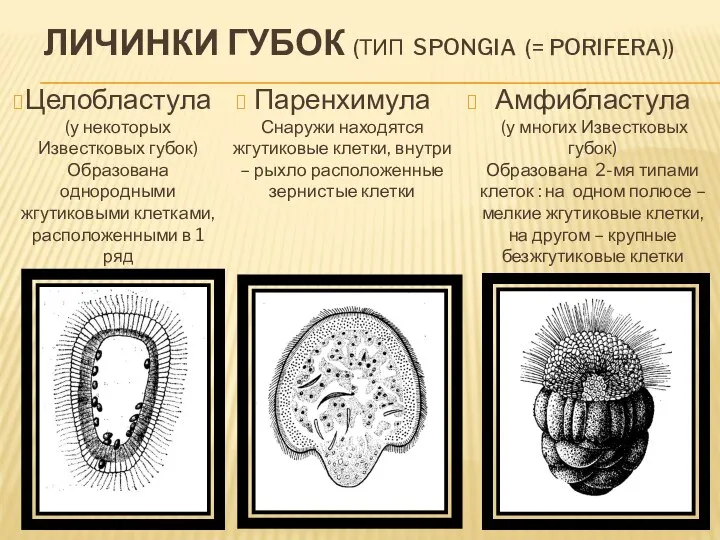 ЛИЧИНКИ ГУБОК (ТИП SPONGIA (= PORIFERA)) Паренхимула Снаружи находятся жгутиковые клетки, внутри