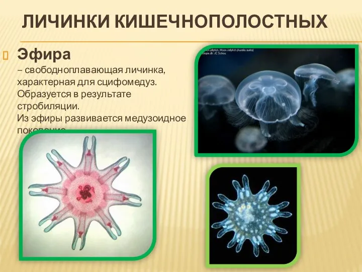 ЛИЧИНКИ КИШЕЧНОПОЛОСТНЫХ Эфира – свободноплавающая личинка, характерная для сцифомедуз. Образуется в результате