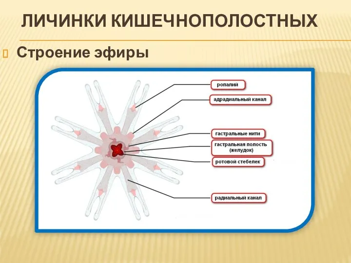 ЛИЧИНКИ КИШЕЧНОПОЛОСТНЫХ Строение эфиры