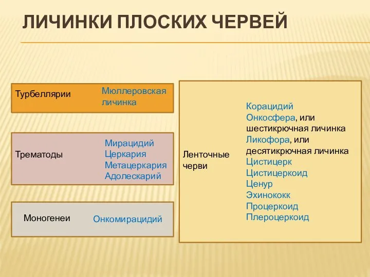 ЛИЧИНКИ ПЛОСКИХ ЧЕРВЕЙ Корацидий Онкосфера, или шестикрючная личинка Ликофора, или десятикрючная личинка