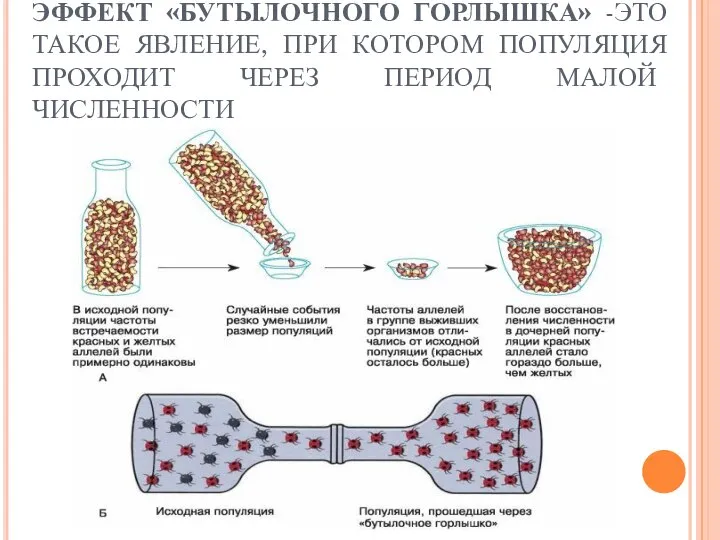 ЭФФЕКТ «БУТЫЛОЧНОГО ГОРЛЫШКА» -ЭТО ТАКОЕ ЯВЛЕНИЕ, ПРИ КОТОРОМ ПОПУЛЯЦИЯ ПРОХОДИТ ЧЕРЕЗ ПЕРИОД МАЛОЙ ЧИСЛЕННОСТИ