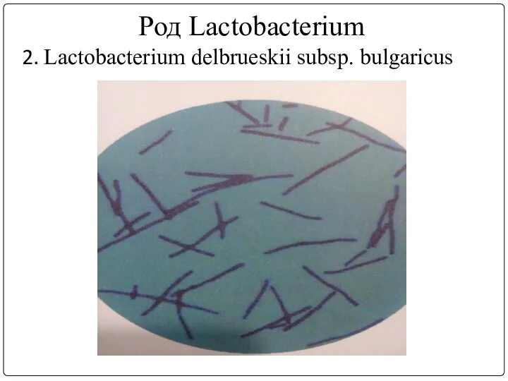 Род Lactobacterium 2. Lactobacterium delbrueskii subsp. bulgaricus
