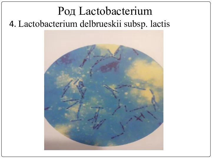 Род Lactobacterium 4. Lactobacterium delbrueskii subsp. lactis