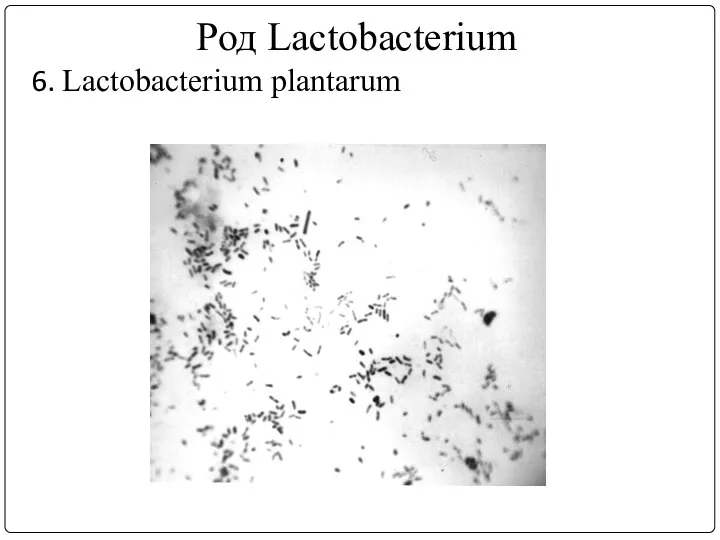Род Lactobacterium 6. Lactobacterium plantarum