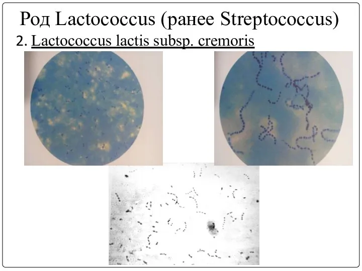 Род Lactococcus (ранее Streptococcus) 2. Lactococcus lасtis subsp. сremoris