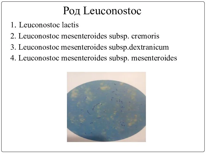 Род Leuconostoc 1. Lеuconostoc lactis 2. Lеuconostoc mesenteroides subsp. сrеmoris 3. Lеuconostoc
