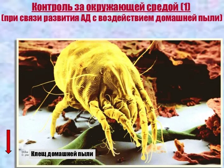 Контроль за окружающей средой (1) (при связи развития АД с воздействием домашней пыли) Клещ домашней пыли