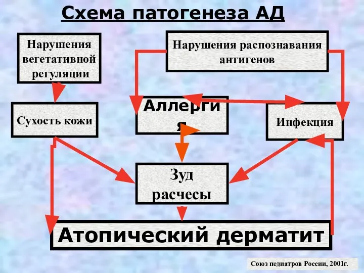 Аллергия Нарушения распознавания антигенов Нарушения вегетативной регуляции Сухость кожи Инфекция Зуд расчесы