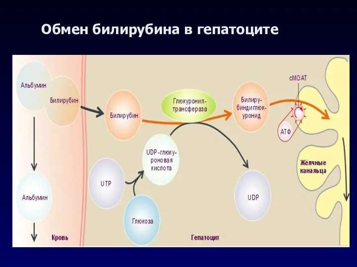 Обмен билирубина в гепатоците