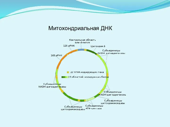 Митохондриальная ДНК