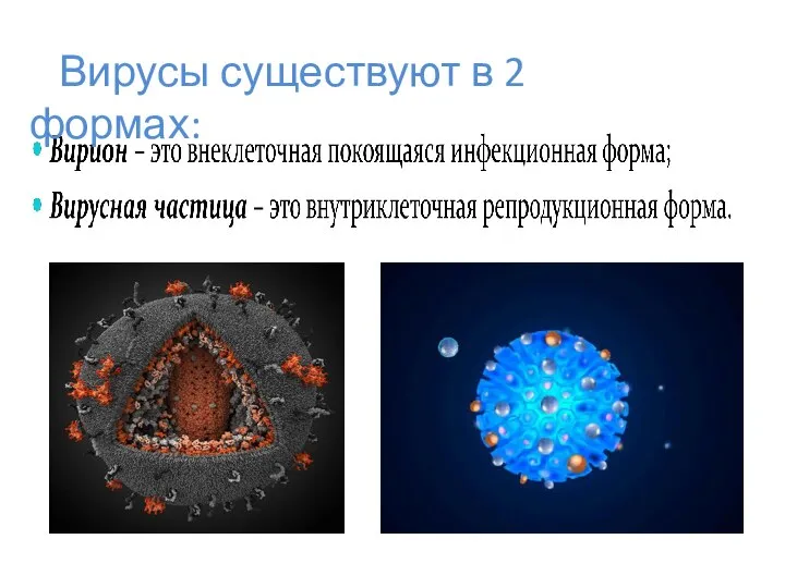 Вирусы существуют в 2 формах: