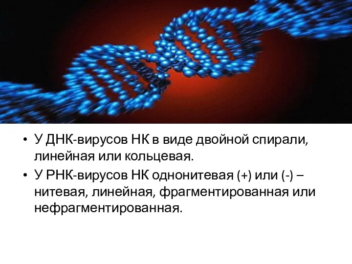 У ДНК-вирусов НК в виде двойной спирали, линейная или кольцевая. У РНК-вирусов