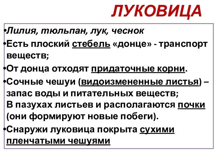 Лилия, тюльпан, лук, чеснок Есть плоский стебель «донце» - транспорт веществ; От