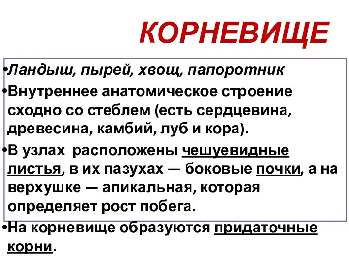 КОРНЕВИЩЕ Ландыш, пырей, хвощ, папоротник Внутреннее анатомическое строение сходно со стеблем (есть