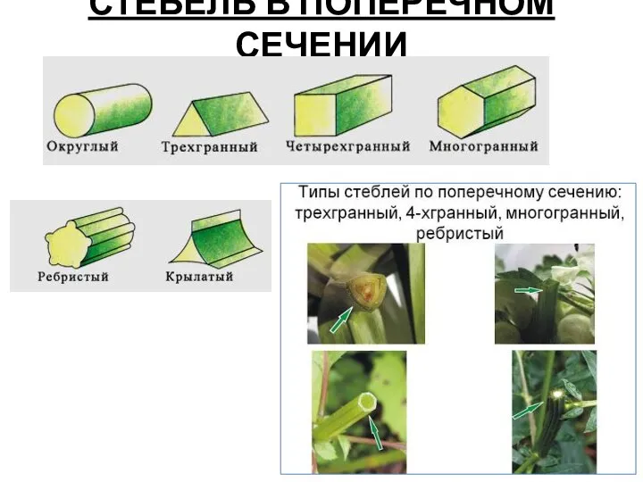 СТЕБЕЛЬ В ПОПЕРЕЧНОМ СЕЧЕНИИ