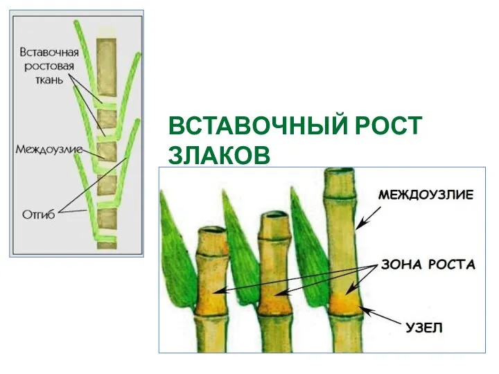 ВСТАВОЧНЫЙ РОСТ ЗЛАКОВ