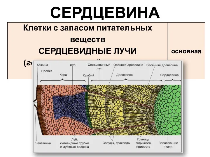 СЕРДЦЕВИНА