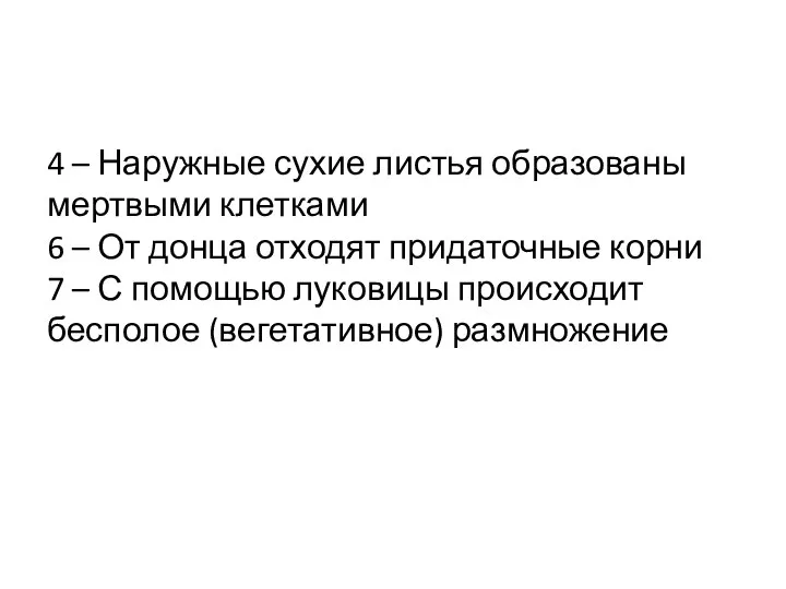 4 – Наружные сухие листья образованы мертвыми клетками 6 – От донца