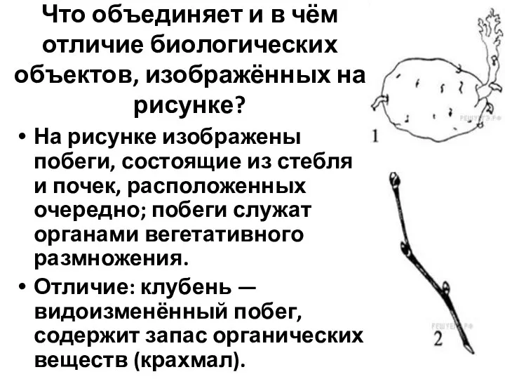 Что объединяет и в чём отличие биологических объектов, изображённых на рисунке? На