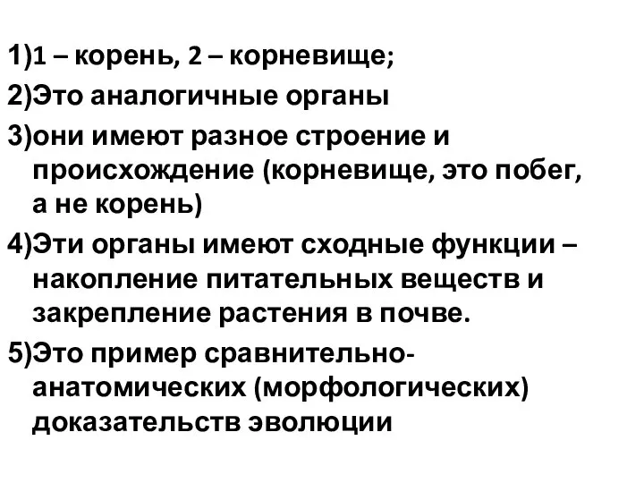 1 – корень, 2 – корневище; Это аналогичные органы они имеют разное