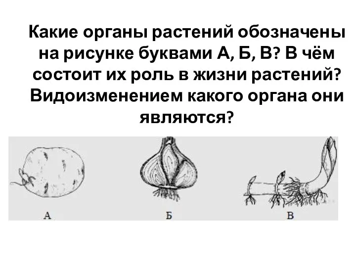 Какие органы растений обозначены на рисунке буквами А, Б, В? В чём