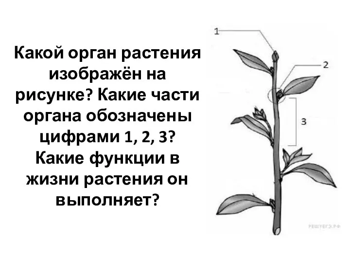 Какой орган растения изображён на рисунке? Какие части органа обозначены цифрами 1,