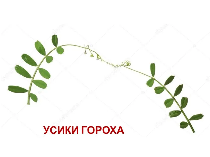 УСИКИ ГОРОХА