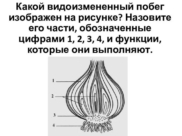 Какой видоизмененный побег изображен на рисунке? Назовите его части, обозначенные цифрами 1,