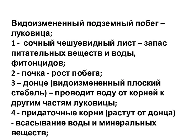 Видоизмененный подземный побег – луковица; 1 - сочный чешуевидный лист – запас