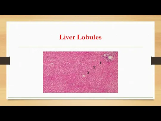 Liver Lobules