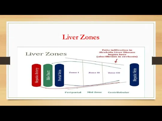 Liver Zones