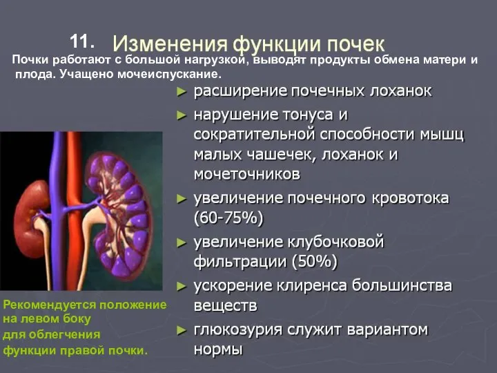 Почки работают с большой нагрузкой, выводят продукты обмена матери и плода. Учащено