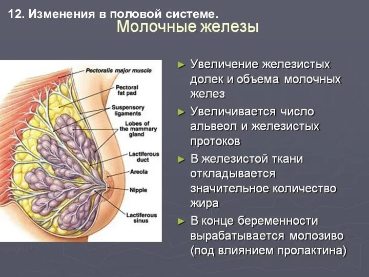 12. Изменения в половой системе.