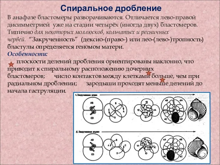 Спиральное дробление В анафазе бластомеры разворачиваются. Отличается лево-правой дисимметрией уже на стадии