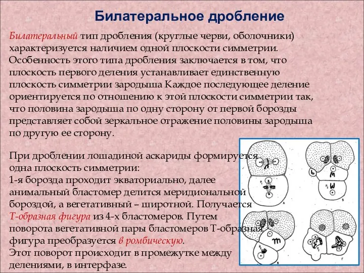 Билатеральное дробление Билатеральный тип дробления (круглые черви, оболочники) характеризуется наличием одной плоскости