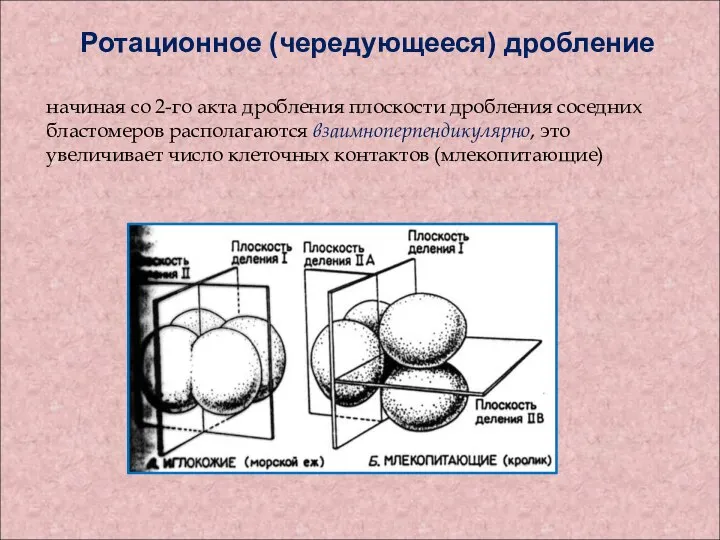 Ротационное (чередующееся) дробление начиная со 2-го акта дробления плоскости дробления соседних бластомеров