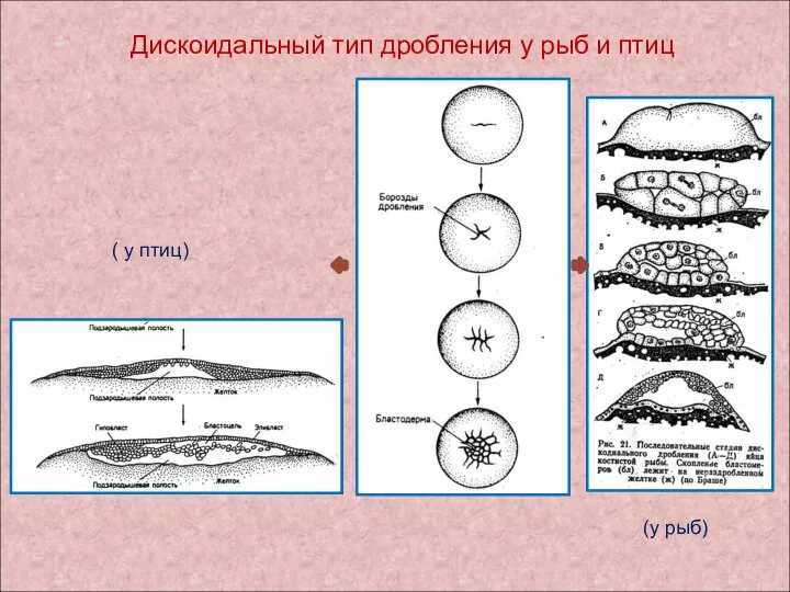 Дискоидальный тип дробления у рыб и птиц (у рыб) ( у птиц)